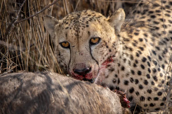 Cheetah Feeding Fresh Kill Blood Visible Muzzle Face — Stock Photo, Image