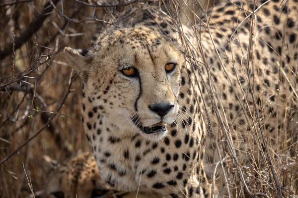 Cheetah Feeding Fresh Kill Blood Visible Muzzle Face — Stock Photo, Image