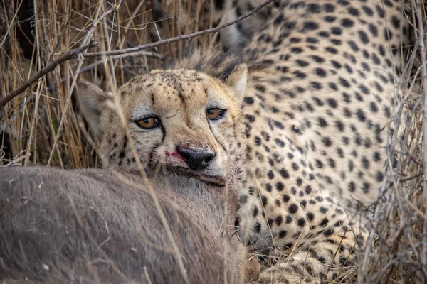 Cheetah Feeding Fresh Kill Blood Visible Muzzle Face — Stock Photo, Image