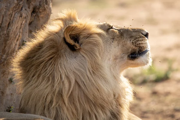一晩中食事をした後 雄ライオンは朝の太陽を吸収します ライオンの顔にはハエが見え 顔の残りの血に引き付けられている — ストック写真