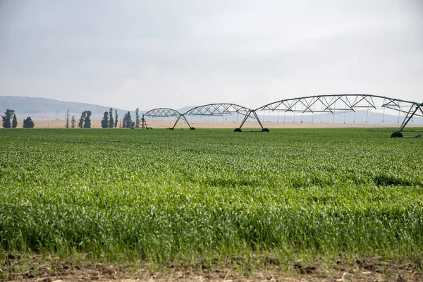 A pivot irrigation system standing in a field of green crops. Taken in the Free State province of South Africa