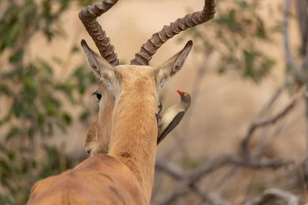 Oxpecker Hledající Potravu Klíšťat Nebo Jiných Parazitů Ušním Kanálu Impaly — Stock fotografie