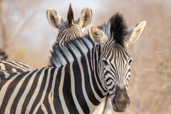 Bella Zebra Sui Prati Africani — Foto Stock