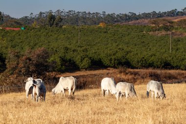 Brahman sığırları Güney Afrika 'da bir çayırda otluyor ve arka planda bir çiftlik var.