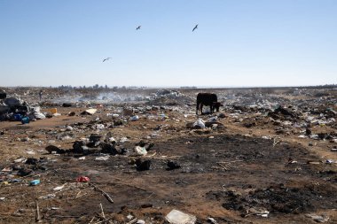 Güney Afrika 'nın yoksul bir bölgesindeki bir çöp sahasında yetersiz beslenmiş sığırlar.