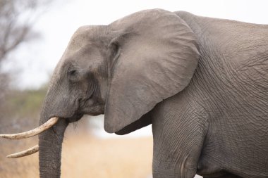 Yan profil bir filin Kruger National Park