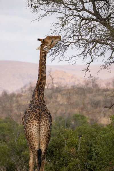 Жирафа Росте Верхівках Дерева Африці — стокове фото
