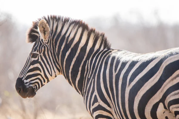 Boční Profil Zebry Afrických Pláních — Stock fotografie
