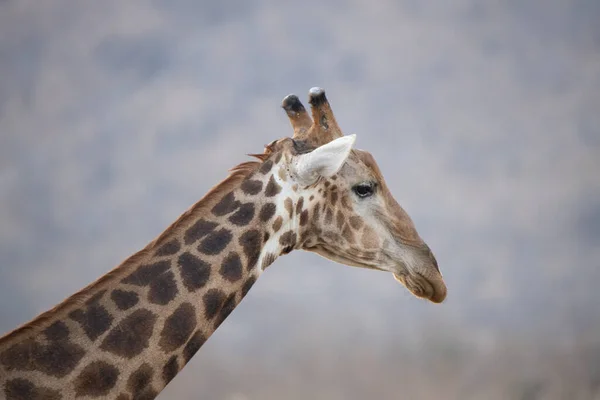 Profilo Laterale Una Giraffa Africa — Foto Stock