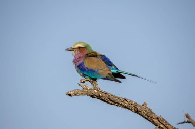 Kruger Ulusal Parkı 'nda leylak göğüslü bir silindir.
