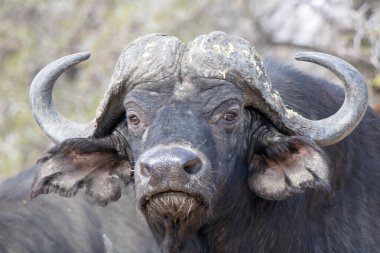 Çok kızgın ve agresif görünüşlü bir erkek bufalo.