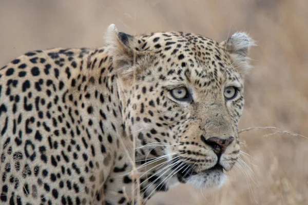 Samec Leoparda Loví Hledá Svou Další Kořist — Stock fotografie