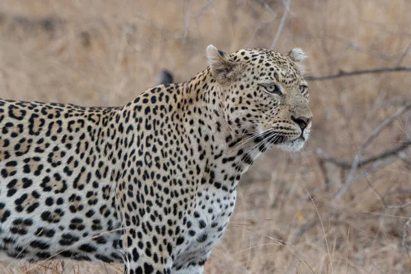 Samec Leoparda Loví Hledá Svou Další Kořist — Stock fotografie