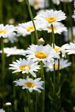 Bir tarladaki beyaz papatyaların resmini kapat