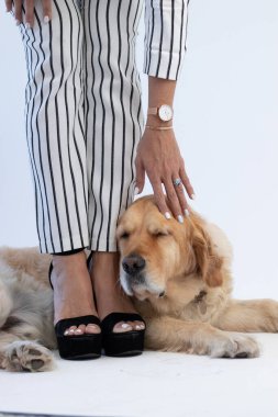 Golden retriever, çizgili pantolon giyen bir bayanın ayaklarının dibinde yatıyor.