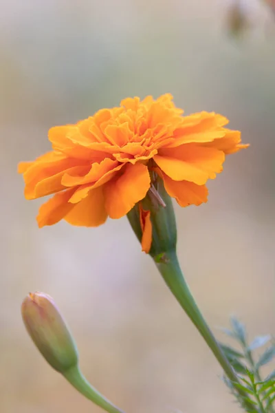 Närbild Bild Enda Orange Blomma — Stockfoto