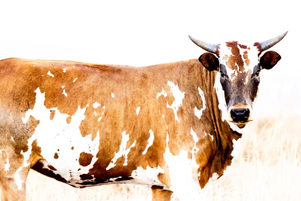 High Key Iamge Nguni Breed Cow Taken Sunset — Stock Photo, Image