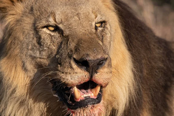 Make Lion Feeds Kill — Stock Photo, Image