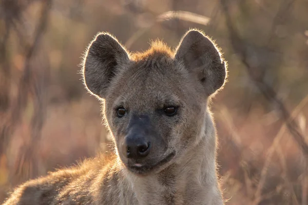 Hyena Waits Patiently Carcass Turn Eat — Stock Photo, Image