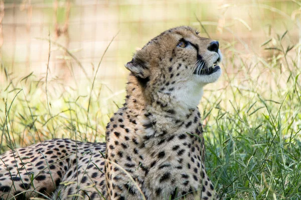 Cheetah Lies Grass Next Lake Zoo — Stock Photo, Image