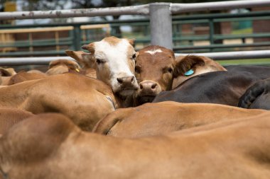 Bir beslenme alanında sığır ya da yem deposunda