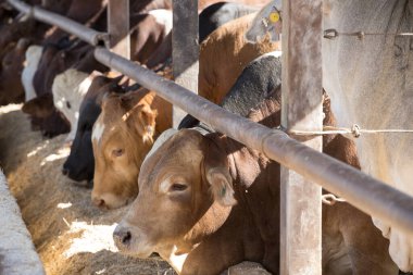 Bir beslenme alanında sığır ya da yem deposunda