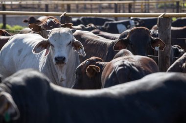 Bir beslenme alanında sığır ya da yem deposunda