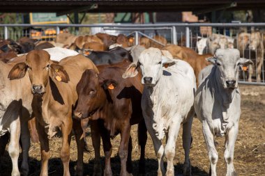 Bir beslenme alanında sığır ya da yem deposunda
