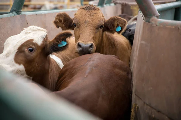 Feedlot cattle in a chute prior to processing