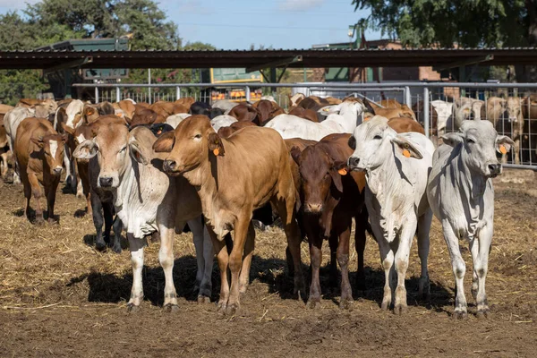 Cattle in a feedlot or feed yard