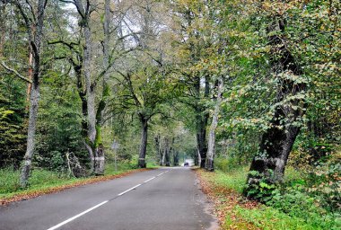 Ormanın içinden geçen güzel bir yol. Bu yolda, sık sık dinlendiğimiz dinlenme yerimize gidiyoruz..