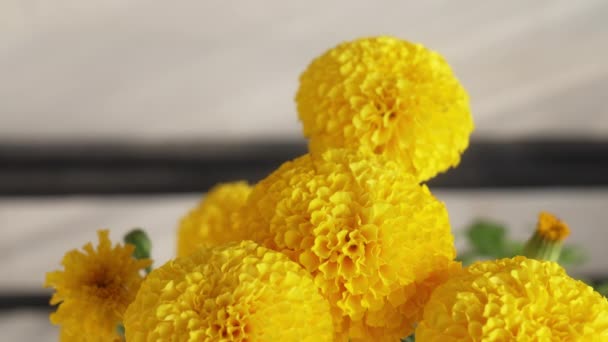 A fashionable young girl with big eyelashes sniffs and enjoys the large flowers of yellow marigolds. Close-up macro plan. A meditative calming frame with a pleasant, soft sunlight. — Stock Video