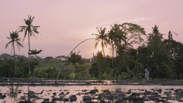 Zonsondergang uitzicht op een prachtig rijstveld op gouden uur. Balinese landbouwlandschap met zonneschijn weerspiegeld in water op een rijstterras. Landelijk tafereel in tropisch paradijs. Reizen door Azië. — Stockvideo