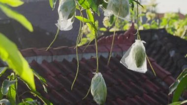 Dallarında yeşil mango meyveleri olan bir mango ağacı, olgunlaşması ve meyve vermesi için plastik torbalara sarılmış. Güneşte kahverengi kiremitleri olan evlerin çatılarının arkasında.