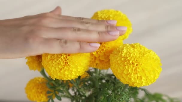 Κορίτσι αγγίζει με ένα ροζ μανικιούρ αγγίζει τα λεπτά λουλούδια του κίτρινο marigolds. — Αρχείο Βίντεο