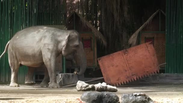 Un gran elefante gris hambriento rompe una casa en construcción — Vídeos de Stock