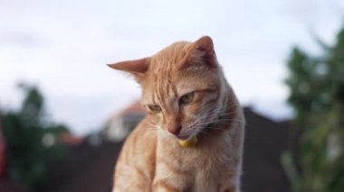Yeşil gözlü, yakalı ve sarı ayı şeklinde bir çanı olan kahverengi ve beyaz bir kedi.. 