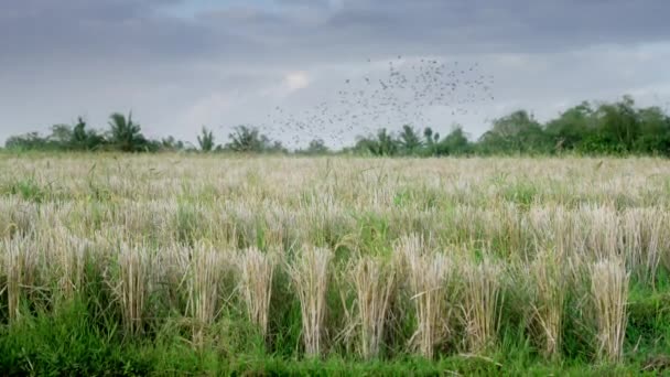 Ένας όμορφος συννεφιασμένος ουρανός με ένα ιπτάμενο σμήνος πουλιών και μια φυτεία πράσινου ρυζιού το βράδυ. Άνεμος σε σιτάρι ρυζιού κατά τη δύση του ηλίου. Τροπικό ασιατικό καλλιεργούμενο χωράφι ρυζιού με ξηρό άχυρο. Αργή κίνηση. — Αρχείο Βίντεο