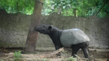 Çok şirin bir siyah ve gri tapir huzur içinde duruyor ve ağacı inceliyor ve sonra lezzetli bir şeyler yiyor.. 
