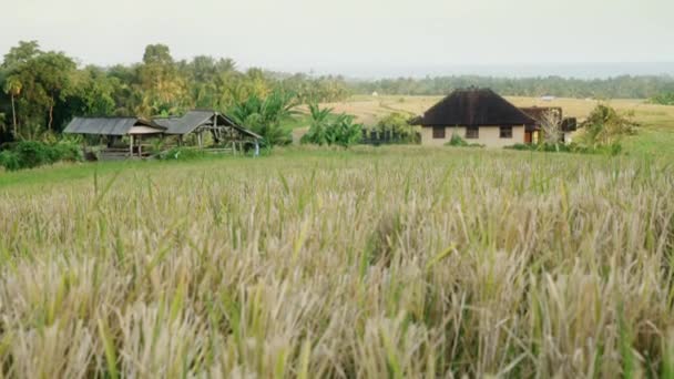 Un fabuloso paisaje maravilloso con un campo de arroz, brotes verdes y dorados balanceándose en el viento sobre el fondo de una linda casa de agricultores del pueblo. Paisaje suave con una suave perspectiva aérea — Vídeos de Stock