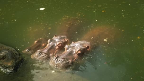 Een familie van drie schattige nijlpaarden knuffelen tegen elkaar rusten in een vijver met groen modderig water en vuilnis in de stralen van zonlicht. Zonnige dag baby, mama en papa. Een rustige rustige omgeving van wilde dieren — Stockvideo