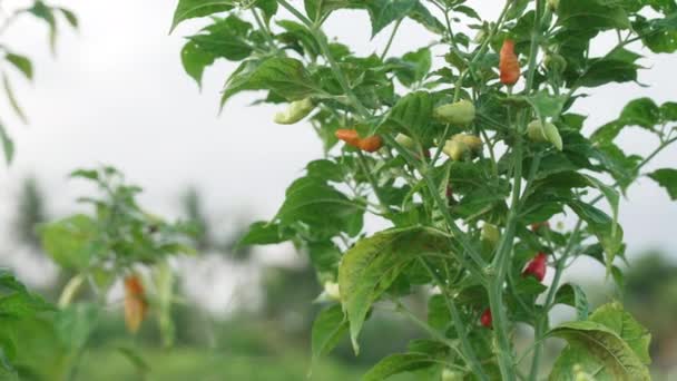 Zelené keře chilli. Krásná klidná krajina zelených a červených malých chilli stromků se zralými papričkami pod oblohou. Klidná krajina v létě. — Stock video