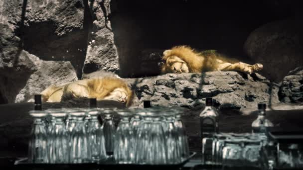 Два головокружительных льва лежат на раскаленных камнях со стаканами и бутылками на переднем плане. — стоковое видео