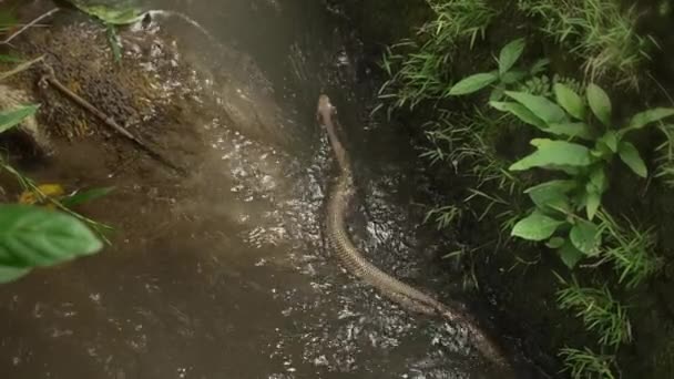 Una gran víbora de cadena con brillantes escamas brillantes, nada y se retuerce contra la corriente en un río de montaña. Una serpiente peligrosa venenosa en un río tormentoso con hojas verdes y hierba en los bordes. — Vídeo de stock