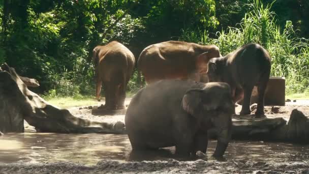 En liten ledsen söt baby elefant står i sjön och dricker vatten på en solig dag. — Stockvideo