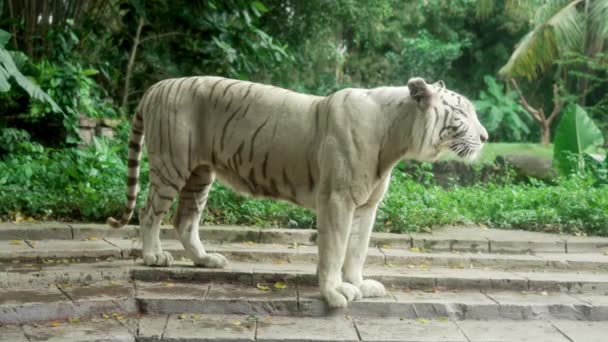 Μια όμορφη υγιή λευκή τίγρη του Μπαλί με μαύρες ρίγες που αναφέρονται στο κόκκινο Βιβλίο βόλτες στη ζούγκλα σε μια ηλιόλουστη μέρα. Ένα σπάνιο ζώο ενός σχεδόν νεκρού είδους. Ινδονησία. Αργή κίνηση. — Αρχείο Βίντεο