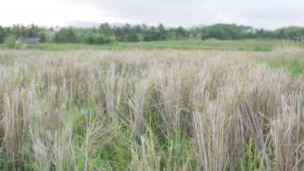 Una risaia coltivata nell'Asia tropicale con paglia secca. panorama orizzontale delle orecchie beige chiare di una risaia asciutta sullo sfondo di palme e cielo azzurro. — Video Stock