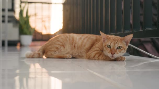 Un joli chat domestique aux yeux verts et à la coloration de tigre, un collier avec une cloche, bâille doucement sur une chère terrasse blanche aux rayons du soleil couchant. La douce vie d'un chat domestique en été. — Video