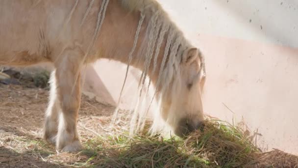Ein niedliches weißes Pony mit Zöpfen an der Mähne frisst an einem sonnigen Tag frisches Heu vor einer sanft rosa Wand. Ein wunderbares kleines modisches Pferd, das aussieht wie ein Einhorn auf einem Bauernhof in den Strahlen der — Stockvideo