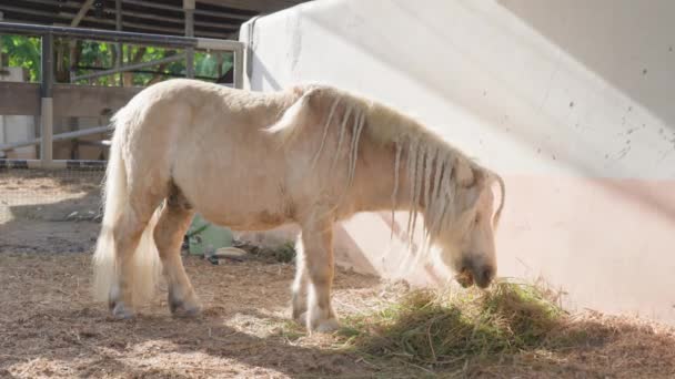 Söt vit ponny med flätor på manen har färskt hö på gården. En liten häst med moderiktiga flätade flätor njuter av mat en solig dag mot den rosa väggen på en vacker gård. Långsamma rörelser. — Stockvideo